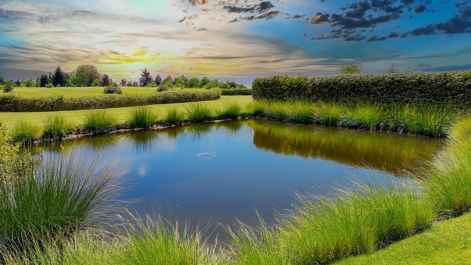 Picturesque rendering of a stormwater pond with grasses, shrubs and bushes surrounding it